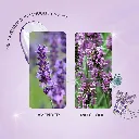 Nykaa Wanderlust French Lavender Fine Fragrance Mist4.webp
